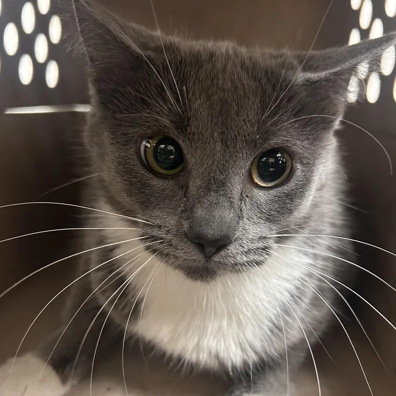 A young small-sized female Gray / Blue / Silver Domestic Short Hair cat named Mapleshade for adoption in Philadelphia, PA
