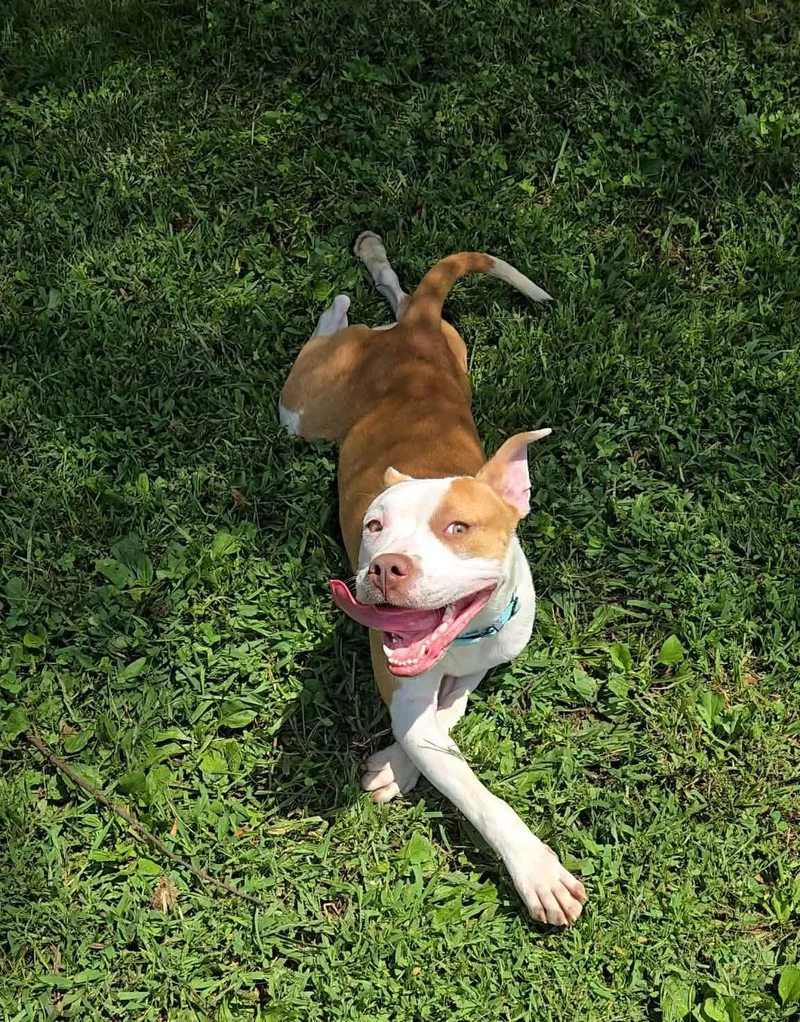 A young medium-sized female Mixed Breed dog named Blanche for adoption in Point Pleasant, WV
