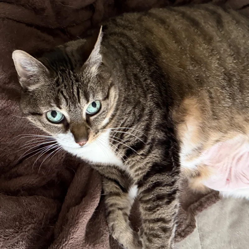 A senior large-sized female Domestic Short Hair cat named Milly for adoption in Ardsley, NY