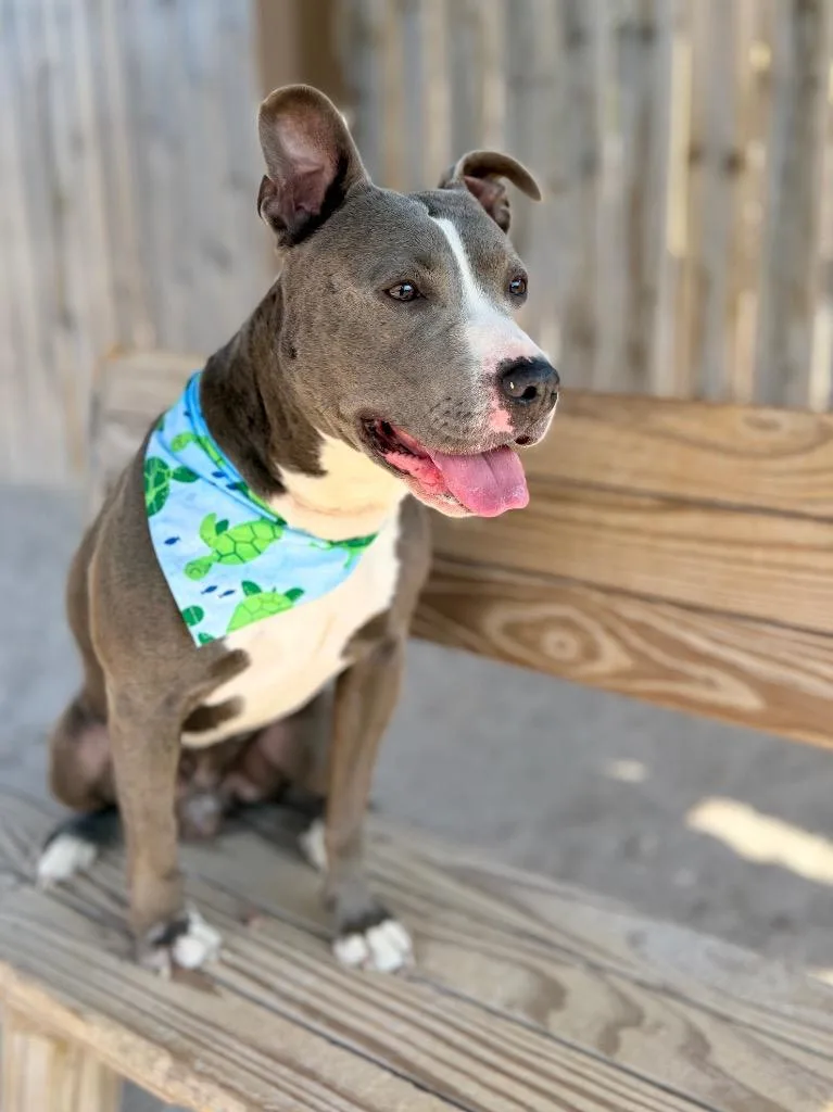 A young medium-sized male Mixed Breed dog named Martin for adoption in Muskegon, MI