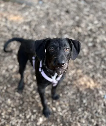A baby large-sized female Pit Bull Terrier dog named Snax for adoption in Burlington, WA