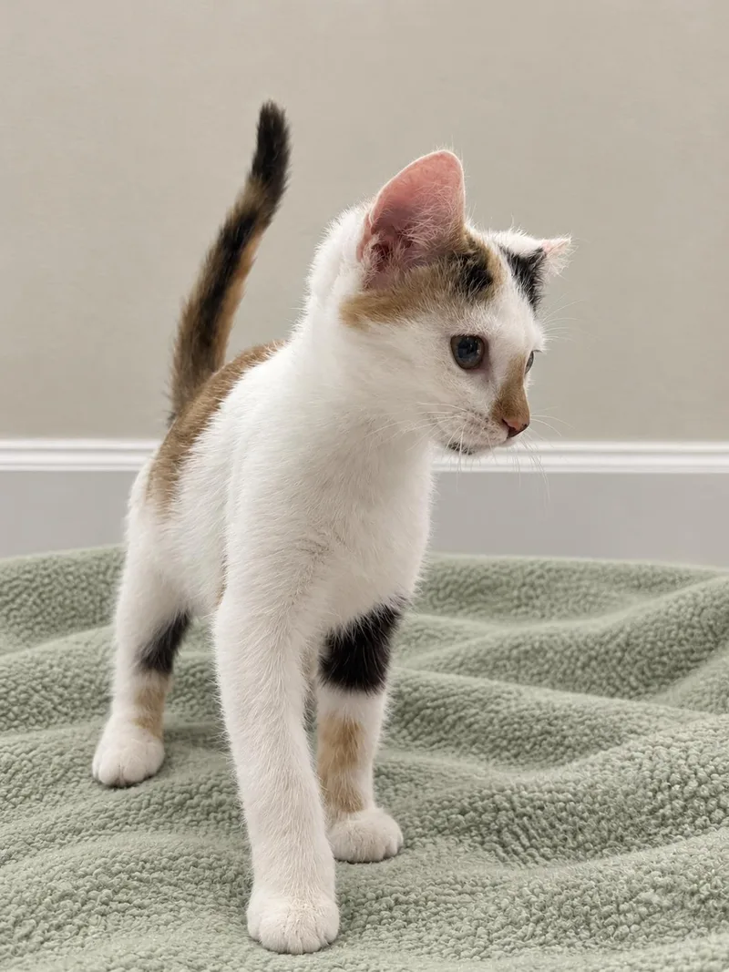 A baby medium-sized female Calico Domestic Short Hair cat named Firefly for adoption in Greensboro, NC