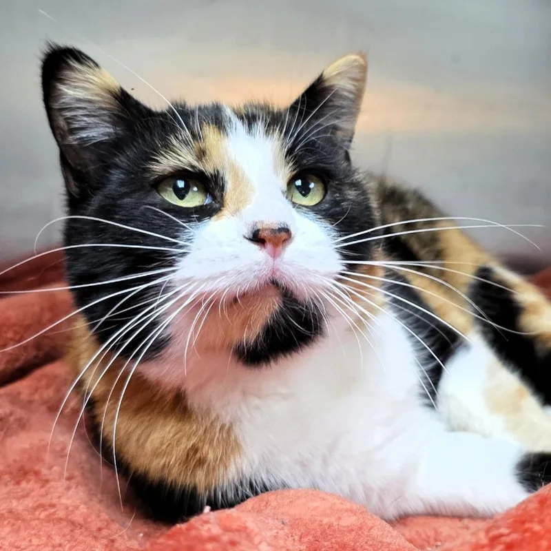 An adult medium-sized female Calico Domestic Short Hair cat named Sunset for adoption in Michigan City, IN