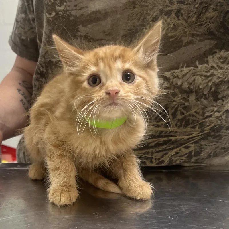 A baby small-sized male Orange / Red Domestic Short Hair cat named Mr Potatohead for adoption in Clanton, AL
