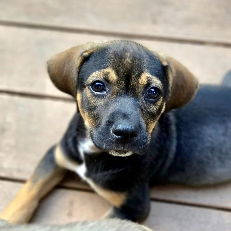 A baby medium-sized female Black Mixed Breed dog named June Bug for adoption in Prior Lake, MN