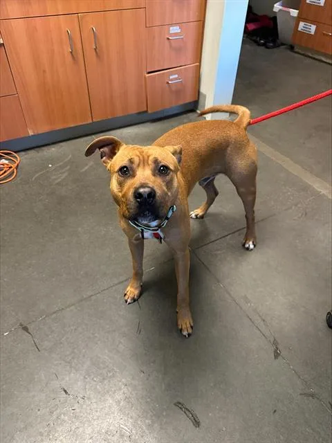 A young large-sized male Pit Bull Terrier dog named Finn for adoption in Santa Cruz, CA