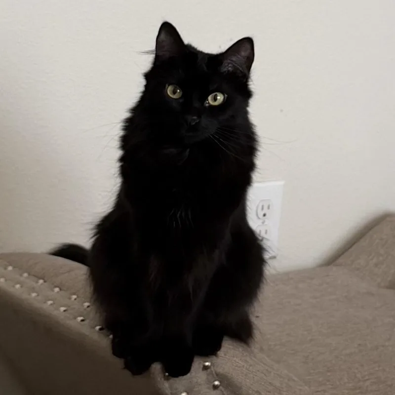 A young medium-sized female Black Domestic Long Hair cat named Tinkerbell for adoption in Liverpool, TX