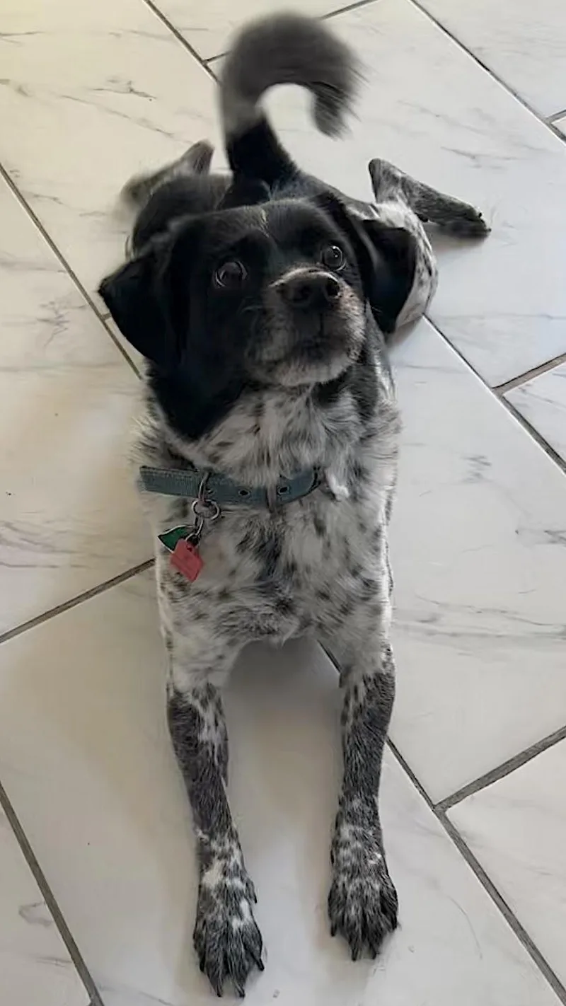 A senior medium-sized male Black Terrier dog named Oreo for adoption in Amherst, MA