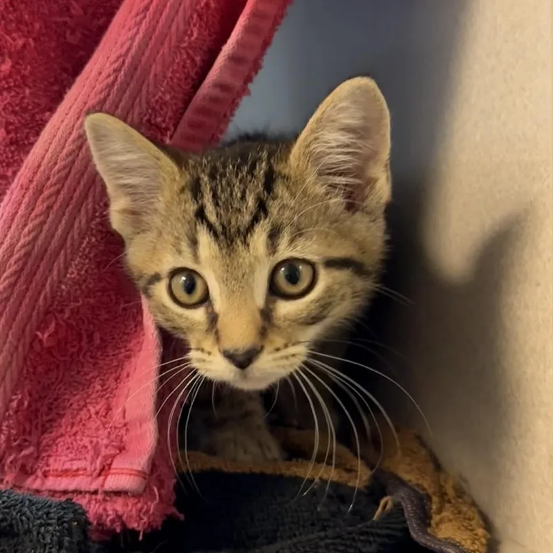 A baby small-sized male Brown / Chocolate Domestic Short Hair cat named George Harrison for adoption in Pittsburgh, PA