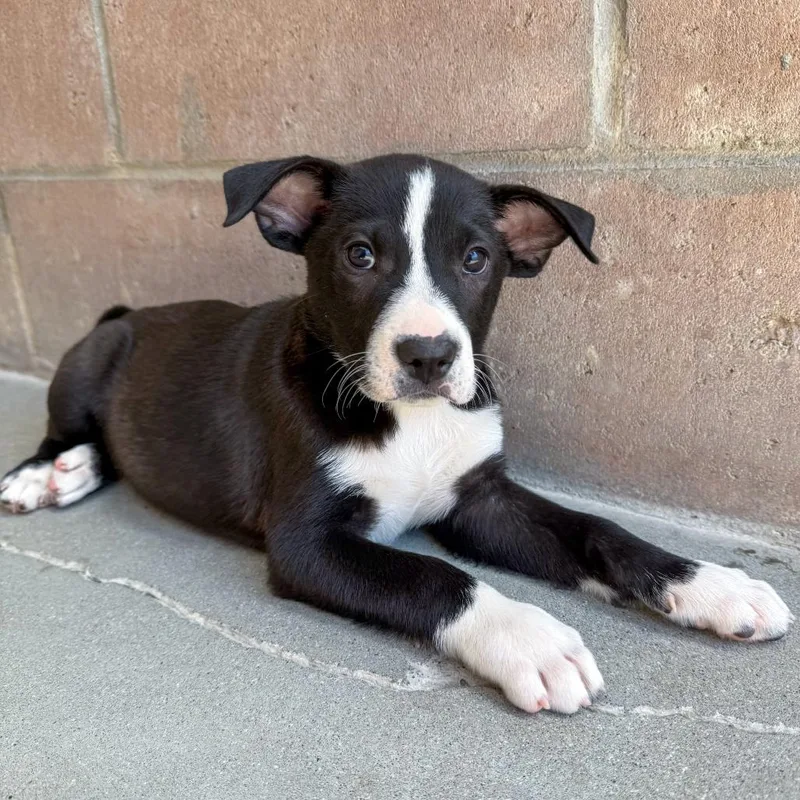 A baby small-sized male Black English Bulldog dog named Aquamarine for adoption in Santa Barbara, CA