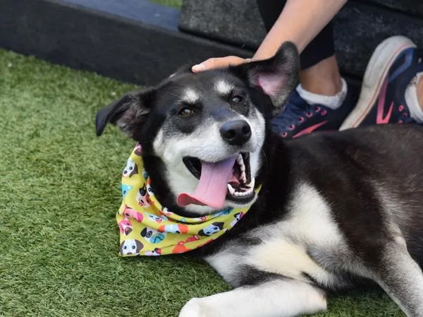 An adult medium-sized female Mixed Breed dog named Funnel Cake for adoption in Ridgewood, NY