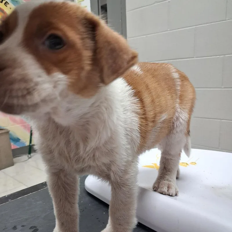 A baby small-sized female Red / Chestnut / Orange Mixed Breed dog named Circe for adoption in Lufkin, TX