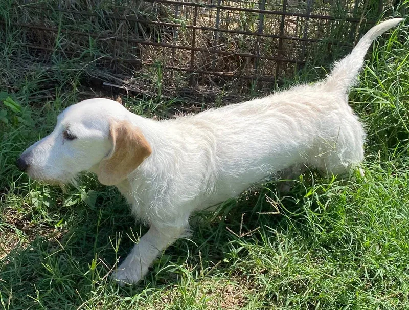 A senior small-sized male Dachshund dog named Otto Doxie Tx for adoption in Boonton, NJ