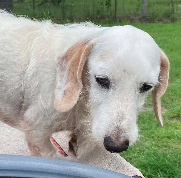 Otto Doxie Tx thumbnail 3