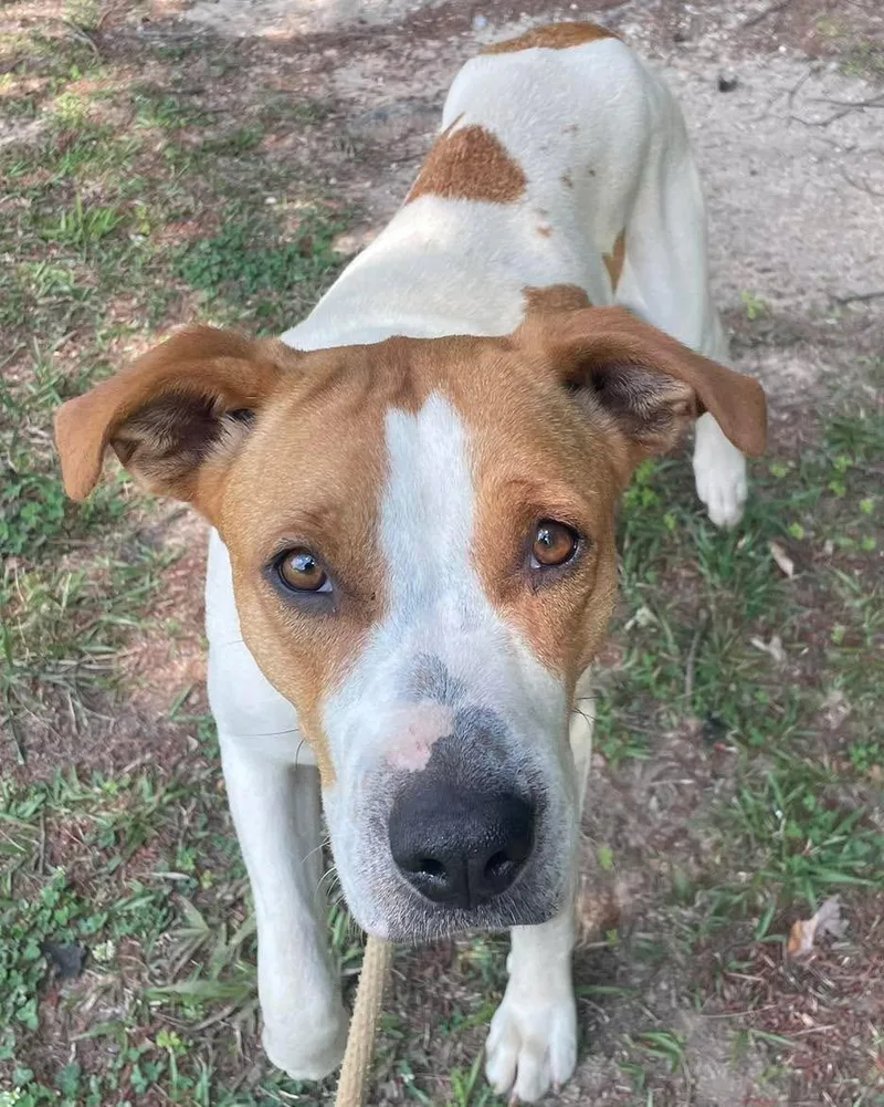 An adult medium-sized female White / Cream Coonhound dog named Daisy for adoption in Sautee Nacoochee, GA