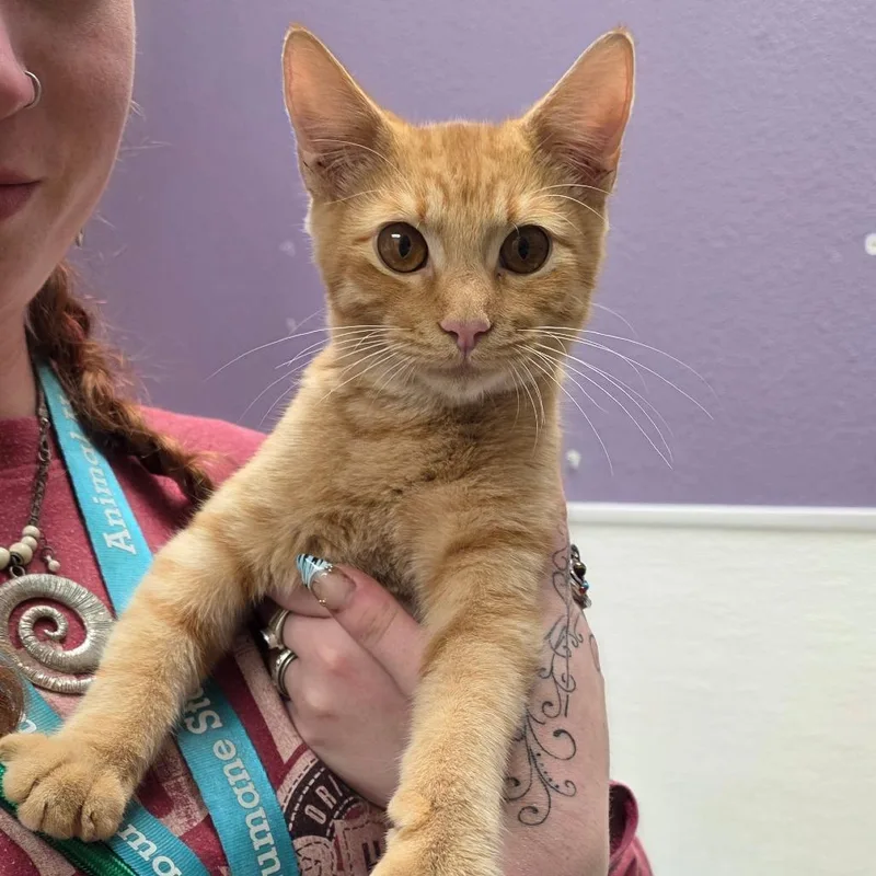 Stray Hold Guillermo