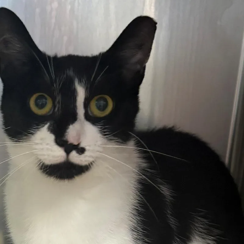 A young small-sized female Black Domestic Short Hair cat named Beverly for adoption in East Hanover, NJ