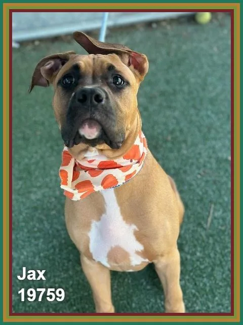 Jax thumbnail 2
