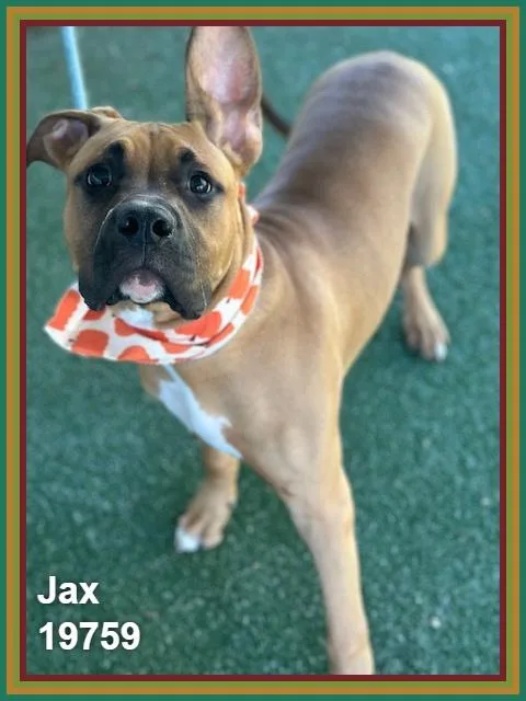 Jax thumbnail 3