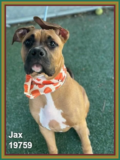 Jax thumbnail 4