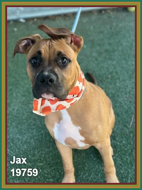 Jax thumbnail 5