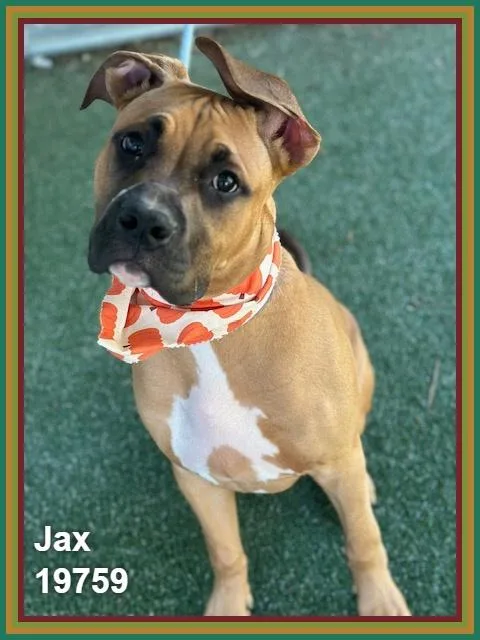 Jax thumbnail 6