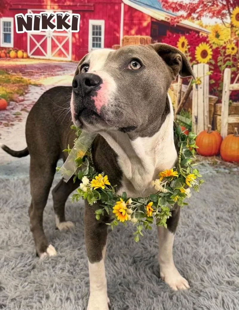 An adult medium-sized female Gray / Blue / Silver Mixed Breed dog named Nikki for adoption in Flint, MI