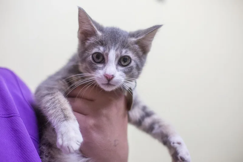 A baby small-sized male Domestic Short Hair cat named Herbal for adoption in Mountain Home, AR
