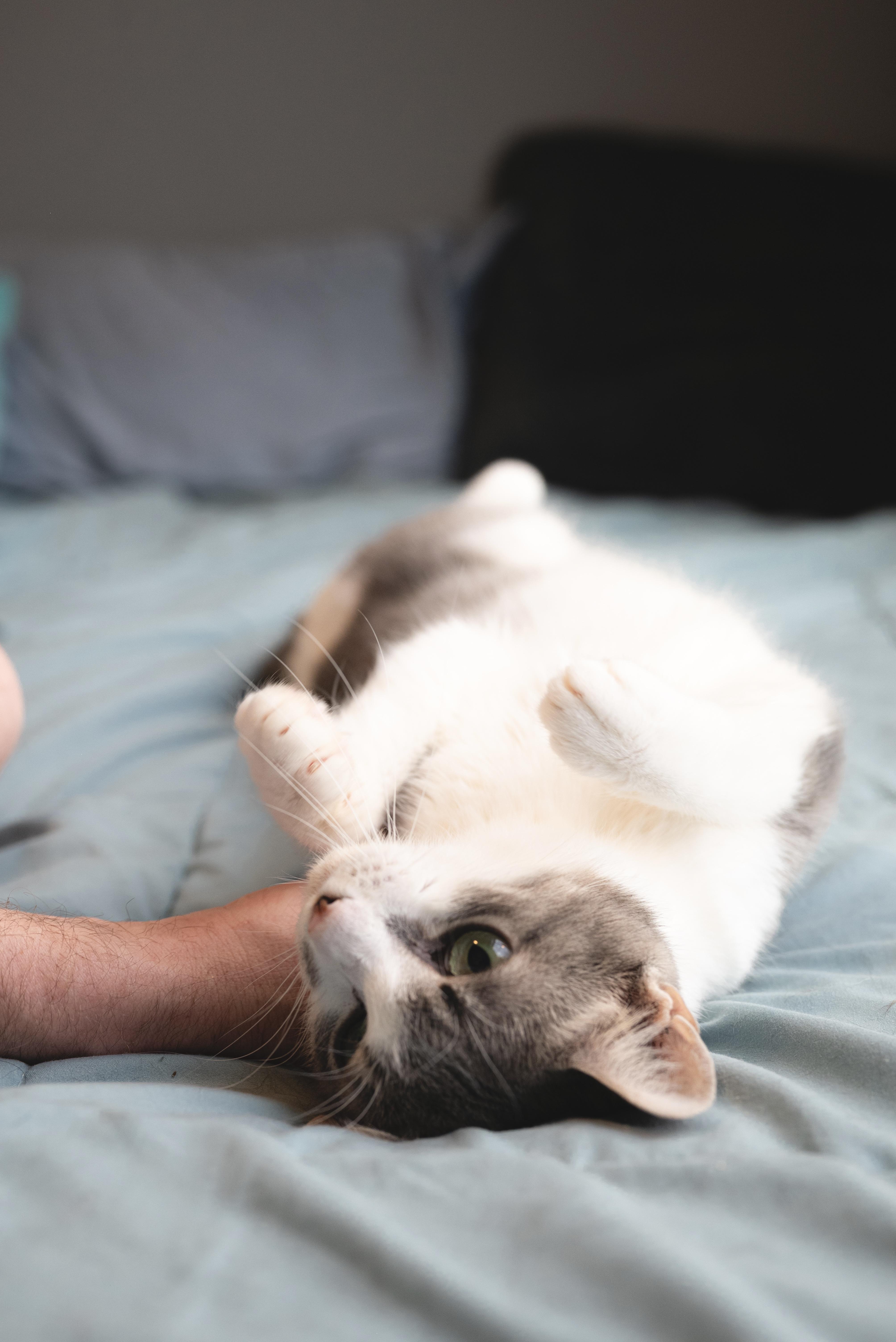 Louie thumbnail 3