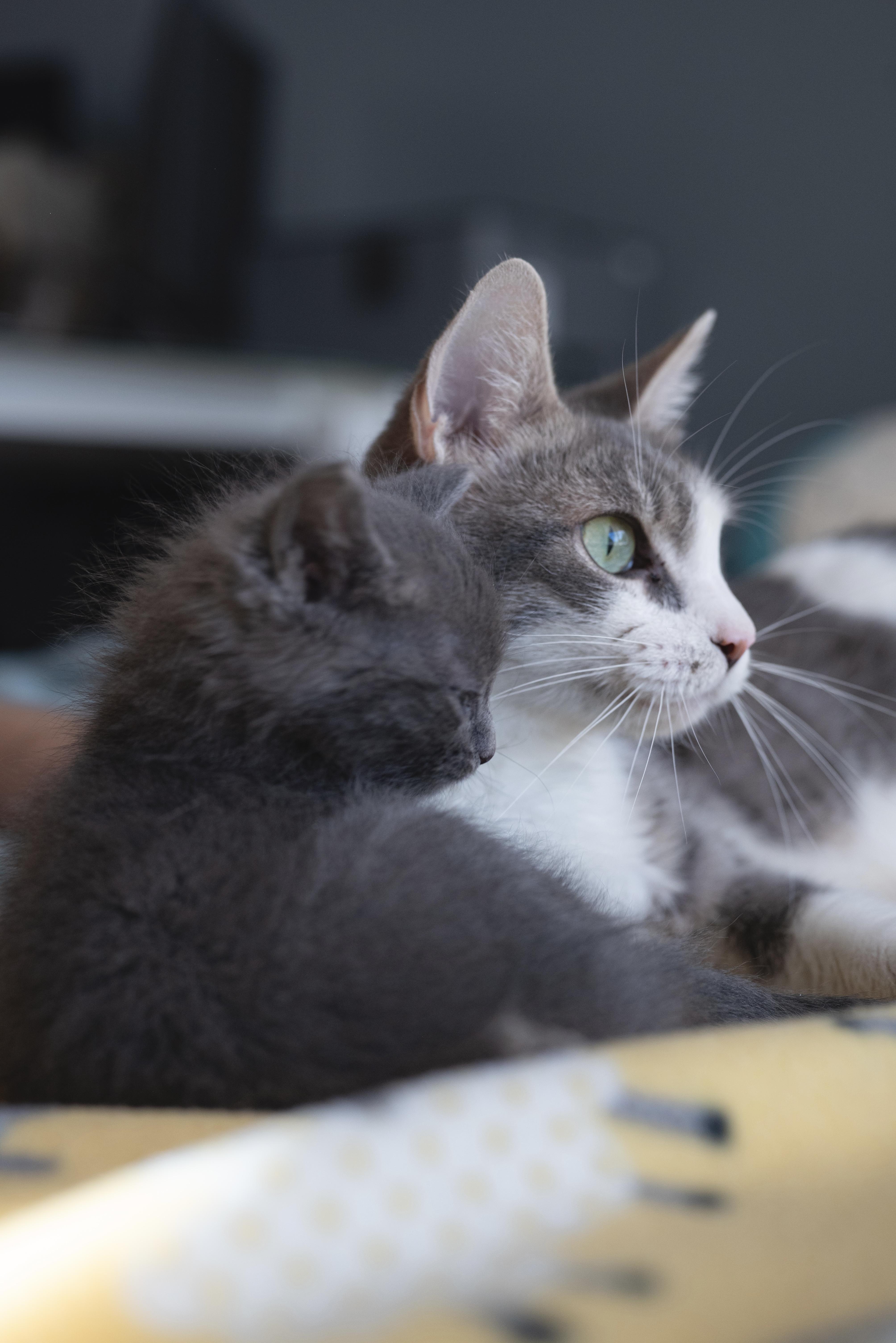 Louie thumbnail 5