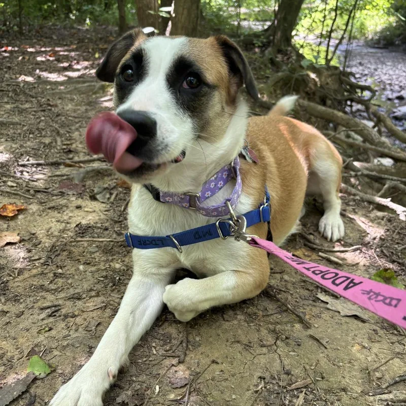 An adult medium-sized female Yellow / Tan / Blond / Fawn Hound dog named Coco Bear for adoption in Falls Church, VA