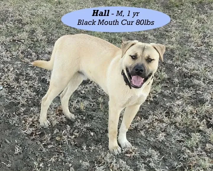 A young large-sized male Yellow / Tan / Blond / Fawn Black Mouth Cur dog named Hall for adoption in Thornton, CO