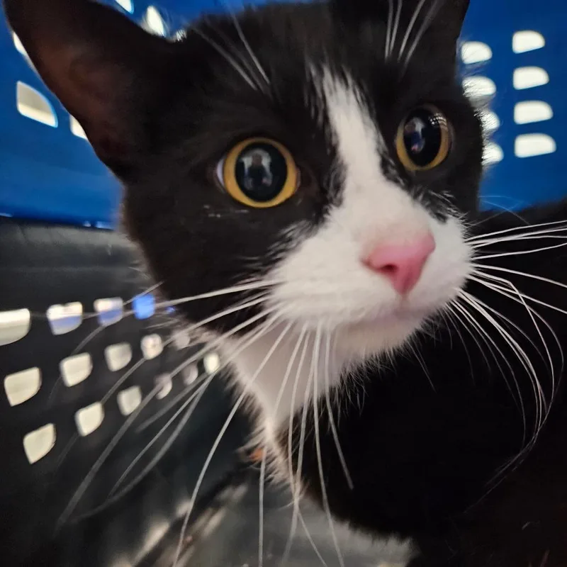 An adult medium-sized female Black Domestic Short Hair cat named Fandango for adoption in Greensboro, NC