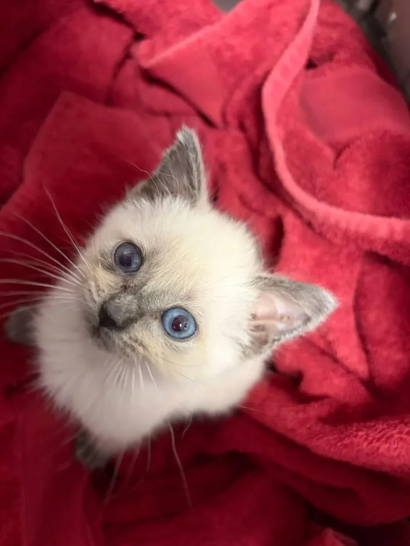 A baby medium-sized female Siamese cat named Lulu for adoption in Anna, TX