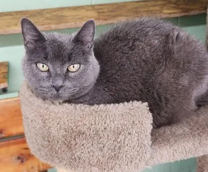 An adult medium-sized female Gray / Blue / Silver Domestic Short Hair cat named Cake the Cat for adoption in Butte, MT