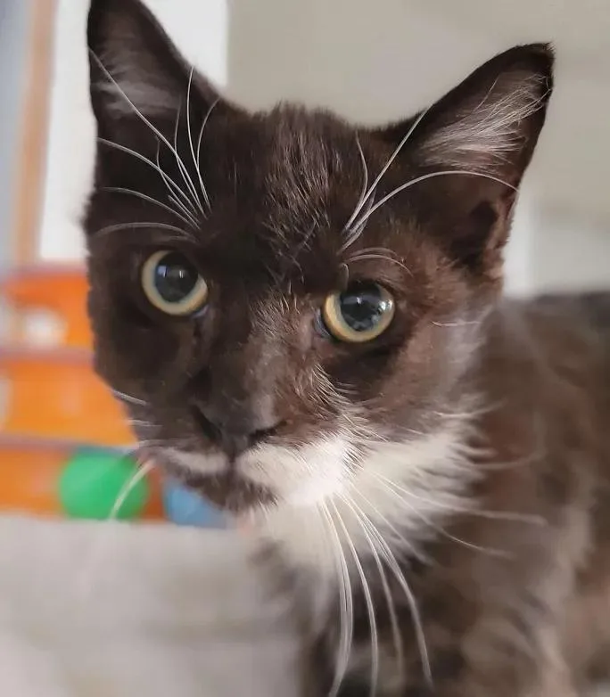 An adult medium-sized male Black & White / Tuxedo Domestic Short Hair cat named Papillon for adoption in North Bergen, NJ