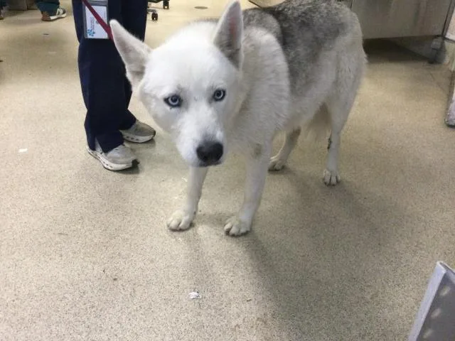 A young medium-sized female Siberian Husky dog named Snowy for adoption in Riverside, CA