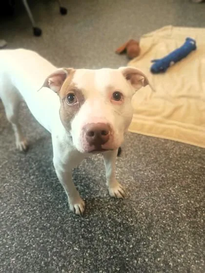 An adult medium-sized male Pit Bull Terrier dog named Vincent for adoption in Westland, MI