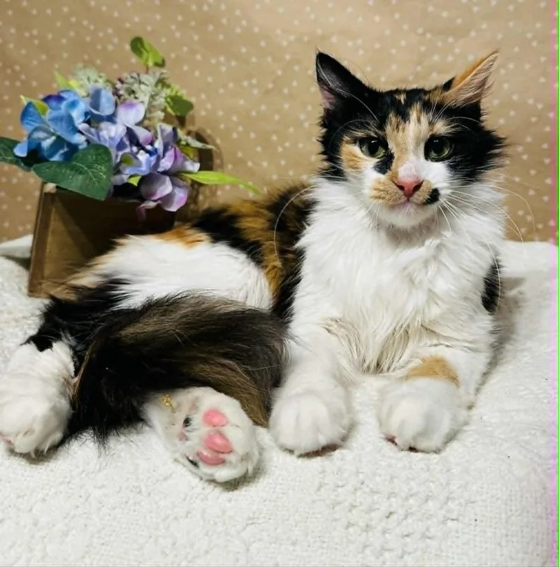 A baby medium-sized female Domestic Long Hair cat named Twixie for adoption in Groveland, MA