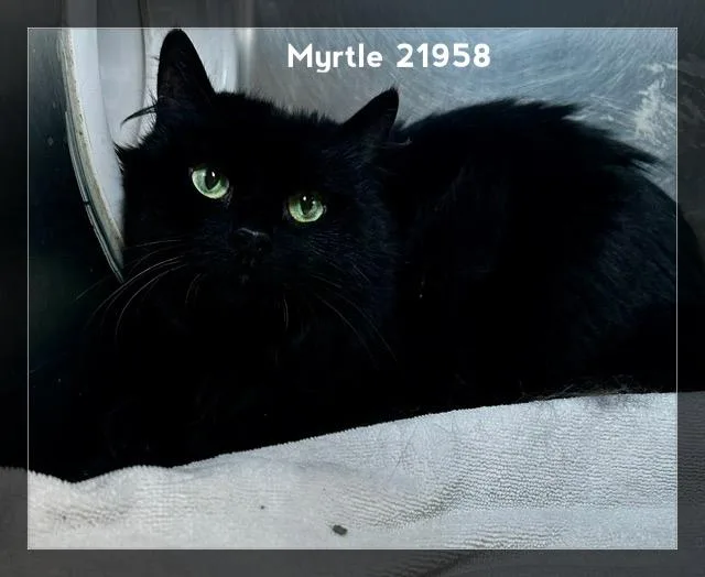 Myrtle thumbnail 2