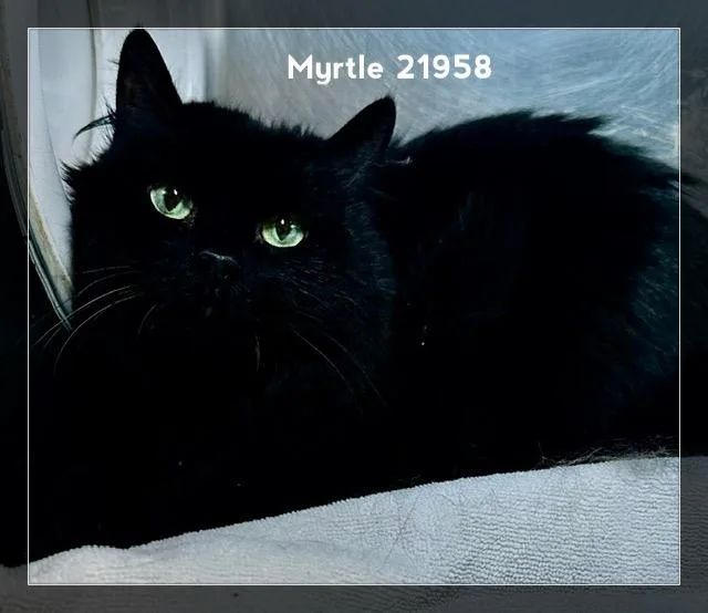 Myrtle thumbnail 3