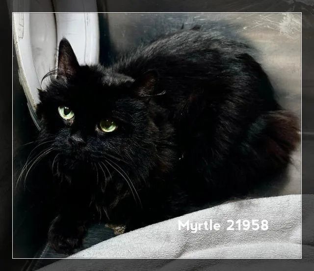 Myrtle thumbnail 4
