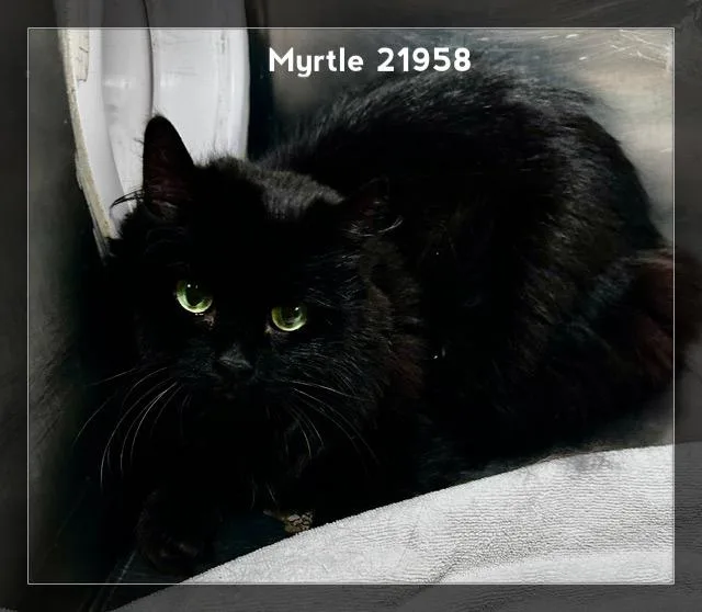 Myrtle thumbnail 6