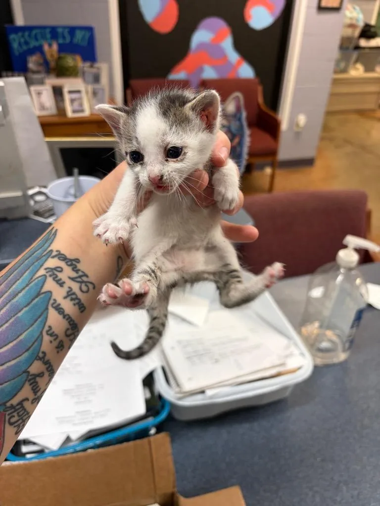 A baby small-sized male Domestic Short Hair cat named Asher for adoption in Brownwood, TX