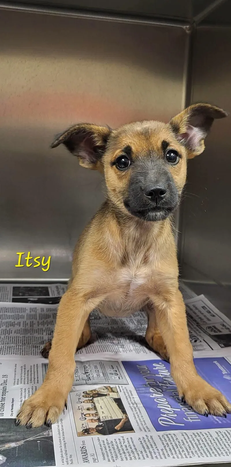 A baby medium-sized female Mixed Breed dog named Itsy for adoption in Marion, MS