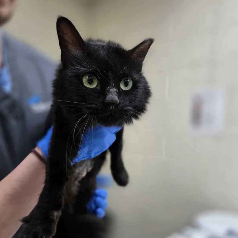 An adult medium-sized female Black Domestic Medium Hair cat named Katerina for adoption in Incline Village, NV