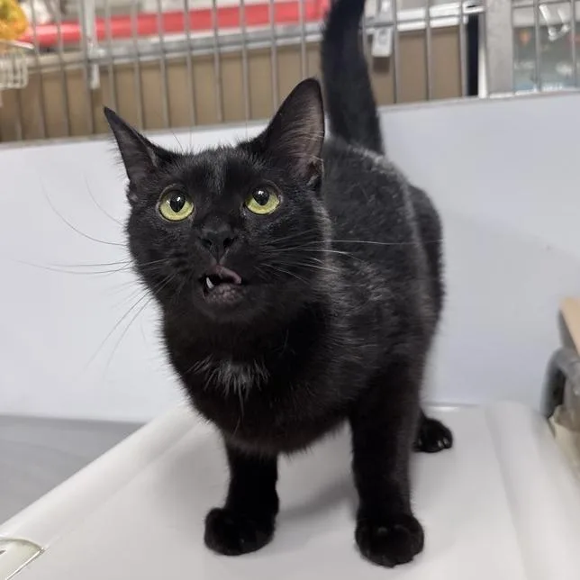 A young medium-sized female Black Domestic Short Hair cat named Nora for adoption in New York, NY