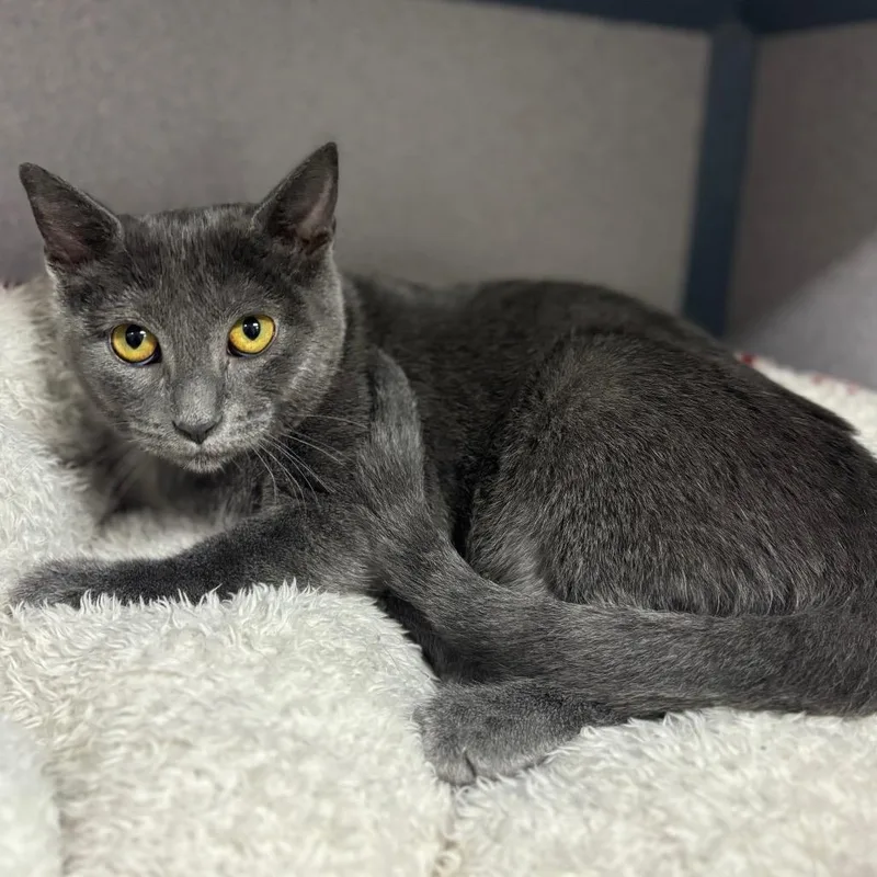 A young medium-sized female Gray / Blue / Silver Domestic Short Hair cat named Bean for adoption in Marshalltown, IA