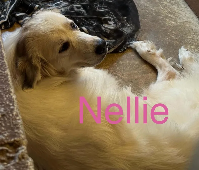Nellie