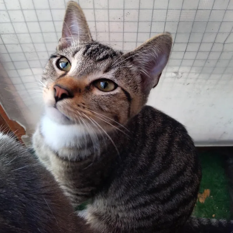 A young small-sized male Brown / Chocolate Domestic Short Hair cat named John Lennon for adoption in Los Angeles, CA